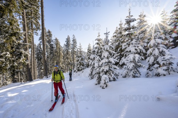 Ski tourers and snowshoe hikers in snowy winter forest with sun star, ascent to Teufelstättkopf,
