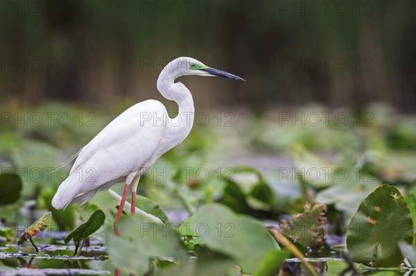 Great White Egret (Ardea alba modesta) type Modesta, winter visitor, migratory bird, resting bird,