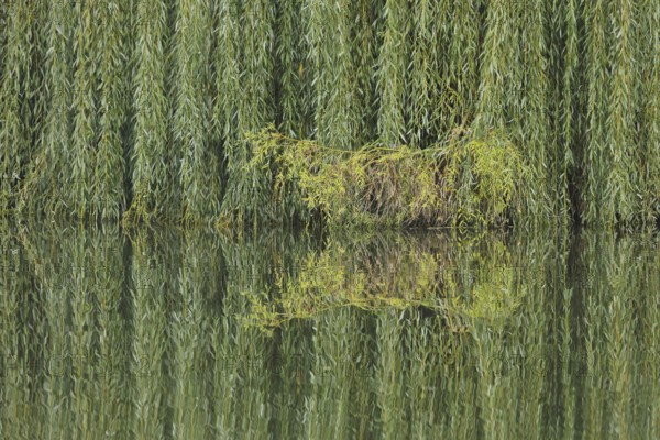 Green Babylon willow (Salix babylonica) with branches and twigs on the banks of the Lahn and