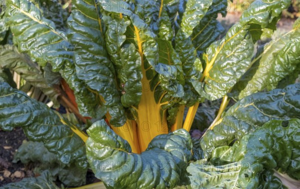 Chard, yellow-stemmed, vegetable patch, North Rhine-Westphalia, Germany, Europe