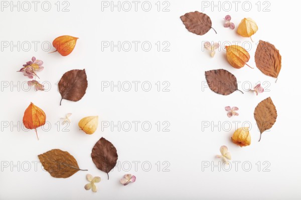 Composition with yellow and brown beech autumn leaves, physalis and hydrangea flowers, mockup on