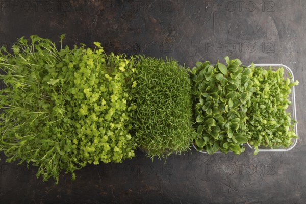 Set of boxes with microgreen sprouts of spinach, carrot, chrysanthemum, borage, mizuna cabbage on