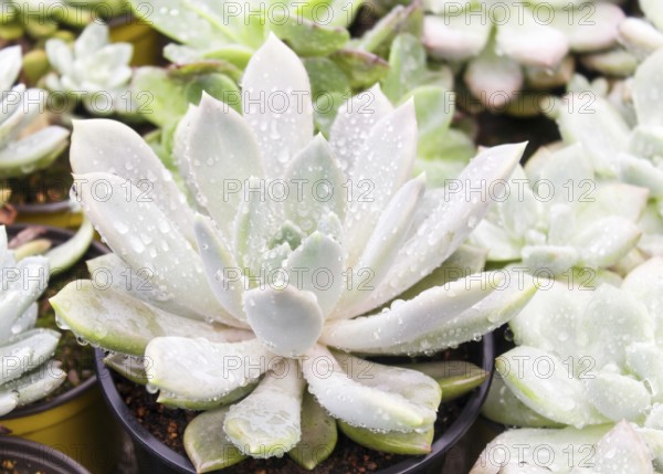 Various types of succulent in flower pots in the greenhouse. Closeup, selective focus