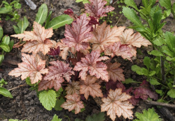 Heuchera or coral bells, plant with beautiful colored leaves