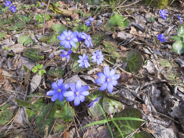 Hepatica blooming in the wood in spring