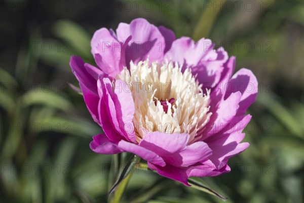 Pink peony flower in a botanical garden