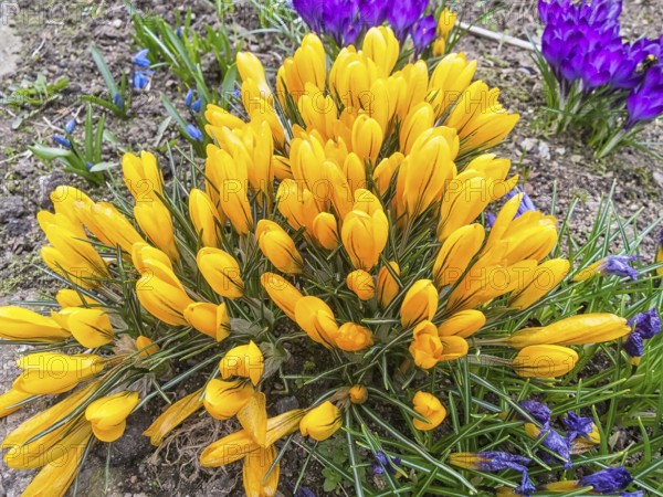 Crocuses blooming in the botanical garden in spring