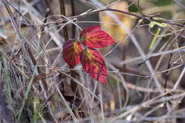 Dewberry (Rubus caesius), leaf, close-up view, autumn, discoloured, red, Germany, The colourful