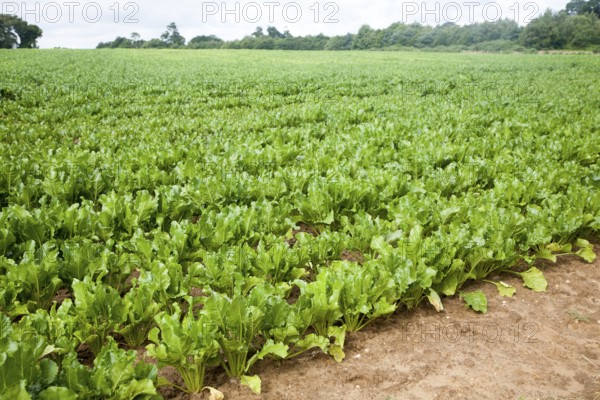 Green leaves of sugar beet plants, Beta vulgaris, crop growing in a field near Shottisham, Suffolk,