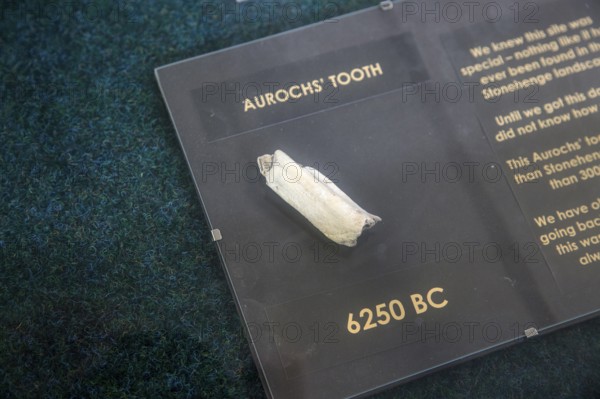 Tooth of auroch aged 6250 BC, Amesbury History Centre, Wiltshire, England, UK