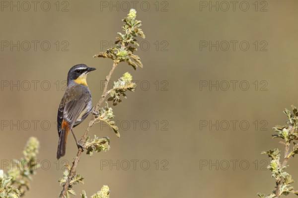 Cossypha caffra, family of flycatchers, Underberg surroundings, Underberg, KwaZulu-Natal, South