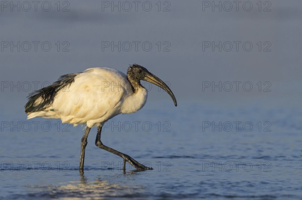 African sacred ibis (Threskiornis aethiopicus), family of ibises and spoonbills, Raysut, Salalah,
