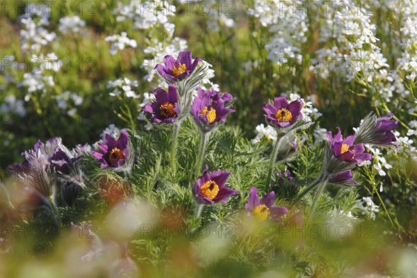 Common pasque flower (Pulsatilla vulgaris), North Rhine-Westphalia-Germany