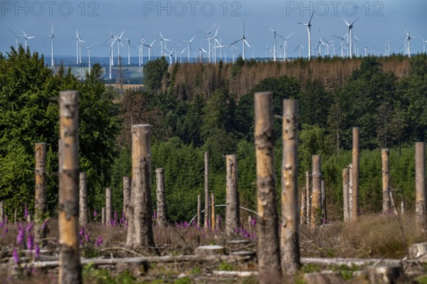 Cleared forest in the Eggegebirge, near Lichtenau, Paderborn district, site of a spruce forest that