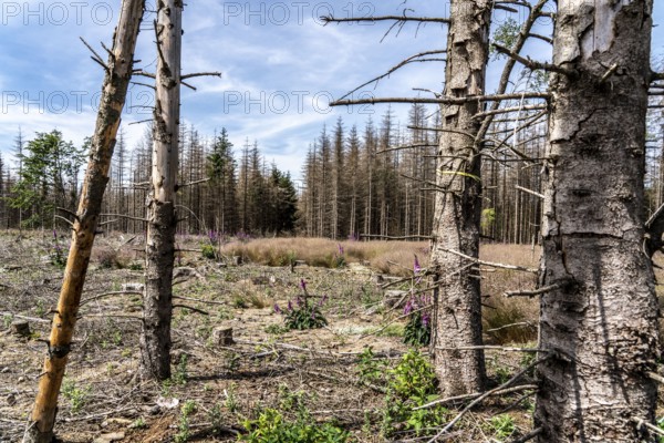 Cleared forest in the Eggegebirge, near Lichtenau, Paderborn district, site of a spruce forest that