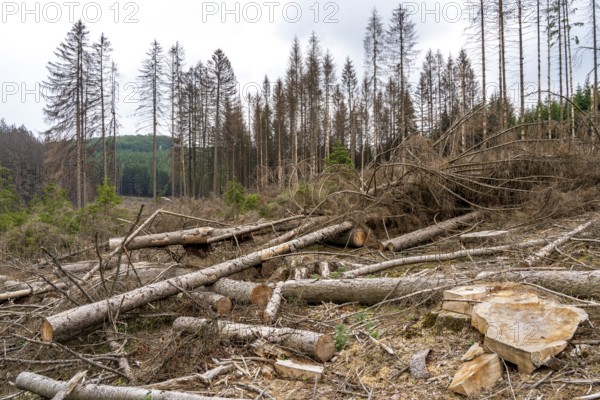 Forest dieback in the Arnsberg Forest nature park Park, over 70 per cent of the spruce trees are