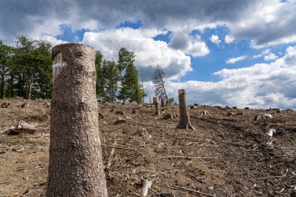 Forest dieback in Sauerland, north of Lüdenscheid, cleared area, diseased trees, over 70 per cent