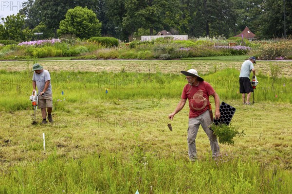 Detroit, Michigan, Volunteers planting in the wetlands at the public garden designed by prominent
