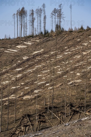 Cleared forest area north of the village of Öventrop, district of Arnsberg, dead spruce stands were