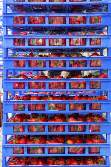 Freshly harvested strawberries, packed in boxes and crates for the consumer, strawberry cultivation