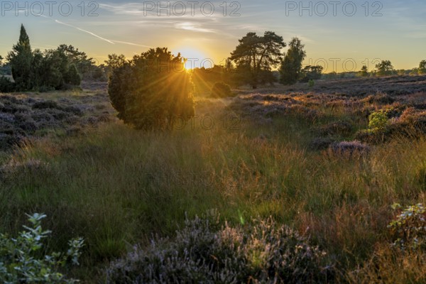 Westruper Heide, in the Hohe Mark Westmünsterland nature park Park, near Haltern am See, heather