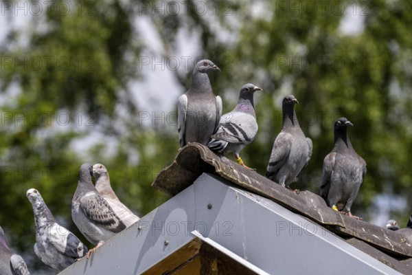 Carrier pigeons, on a pigeon loft, pigeon fancier, Mülheim, North Rhine-Westphalia, Germany, Europe