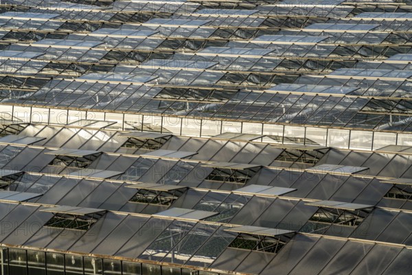 Nursery, plant cultivation, glass greenhouses, skylights open, roofs, Düsseldorf-Volmerswerth,