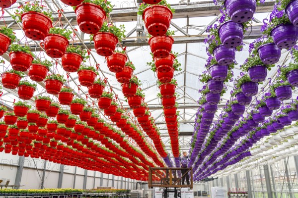 Horticultural business, flower pots, so-called petunia ampel, grow in a greenhouse, under the glass
