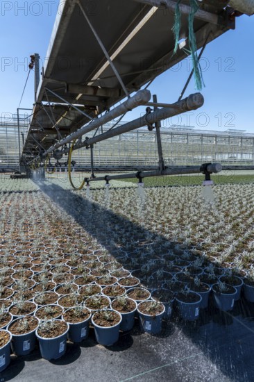 Horticultural business, irrigation with a sprinkler system, mobile on wheels in the open air,