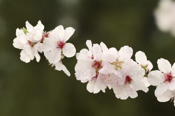 Almond tree (Prunus dulcis, Prunus amygdalus), blossoms, Hessische Bergstrasse, Hesse, Germany,