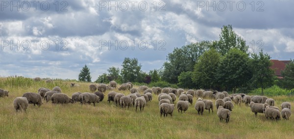 Black-headed domestic sheep (Ovis gmelini aries) grazing in a nature reserve, Mecklenburg-Western
