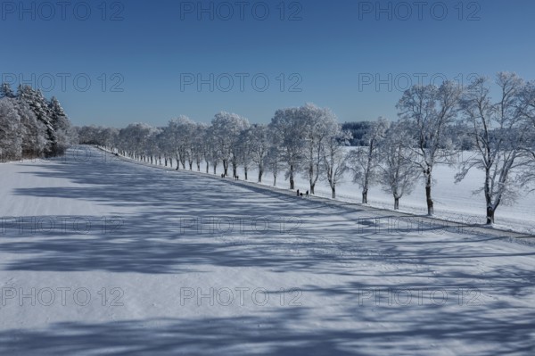 Tree avenue St. Johann, Swabian Alb, Baden-Württemberg, Germany, Swabian Alb, Baden-Württemberg,