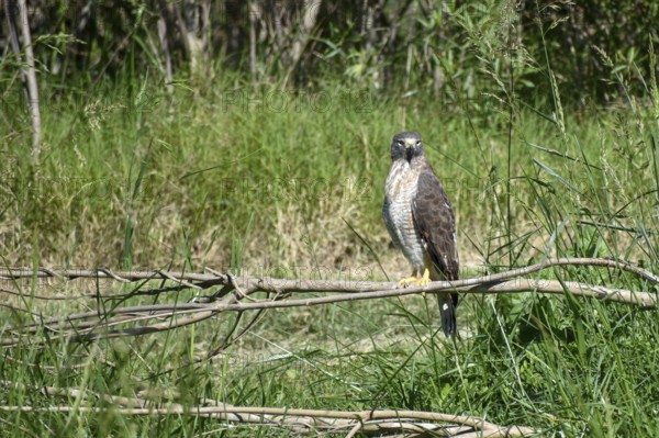 Roadside hawk (Rupornis magnirostris) in the wild, seen in Buenos Aires, Argentina, South America