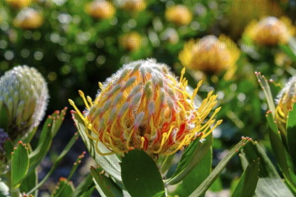 Leucospermum cordifolium (Protea Leucospermum cordifolium), flower, flowering, silver tree plant,