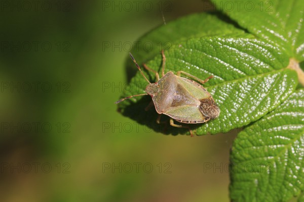 Bug, September, Germany, Europe