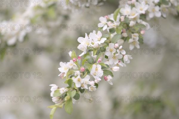 Apple blossom branch with white open flowers and yellow stamens, few closed flowers in pink, green