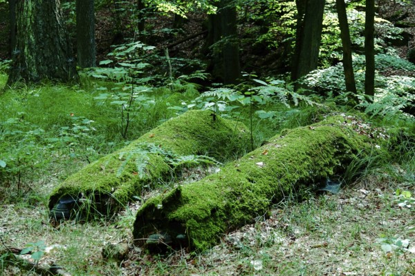 Tiefental nature reserve near Königsbrück in summer, West Lusatia, Saxony, Germany, Europe