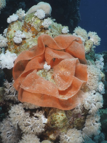 Spawn of Spanish Dancer (Hexabranchus sanguineus), Dive Site House Reef, Mangrove Bay, El Quesir,