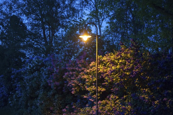 Street lamp, street lighting at night with yellow glow, atmospherically illuminated hedge, violet,