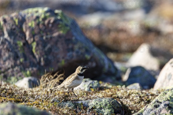 Horned lark (Eremophila alpestris), adult female carrying food in her beak, Varanger, Finnmark,