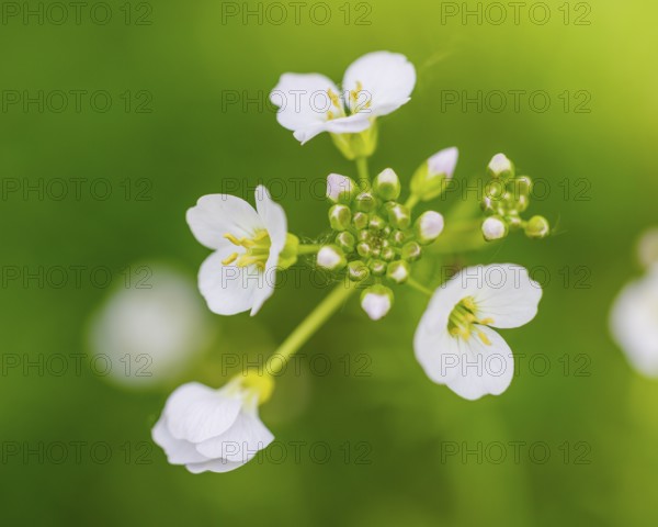 Cuckoo flower (Cardamine pratensis), Germany, Europe