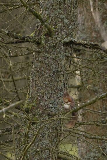 Red squirrel (Sciurus vulgaris) adult animal on a pine tree branch in a forest, Yorkshire, England,