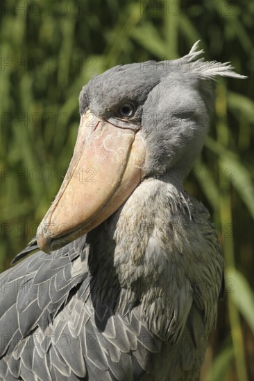 Shoebill (Balaeniceps rex) portrait, Walsrode Bird Park, Lower Saxony, Germany, Europe