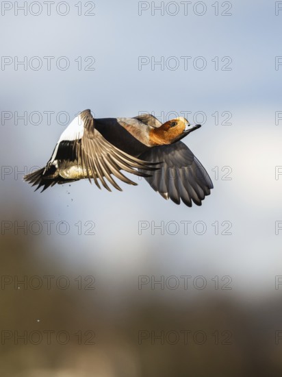 Eurasian Wigeon, (Mareca penelope) male in flight over marshes