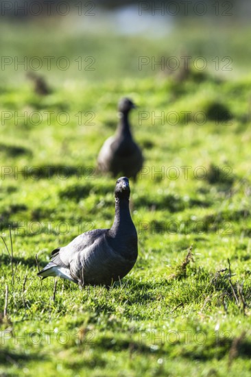 Brent Goose, Branta bernicla, birds on marshes at winter