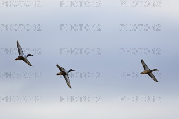 Northern Shoveler, Spatula clypeata, birds in flight over marshes at winter