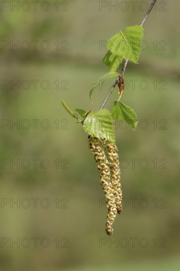 Male and female flowers of a birch (Betula), pollen, allergy, Wilnsdorf, North Rhine-Westphalia,
