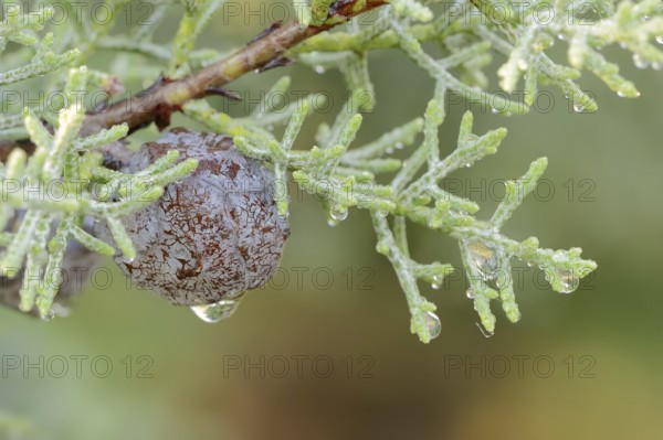 Arizona cypress (Cupressus arizonica), cones, ornamental tree, North Rhine-Westphalia, Germany,