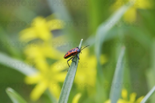 Fire bug, March, Germany, Europe