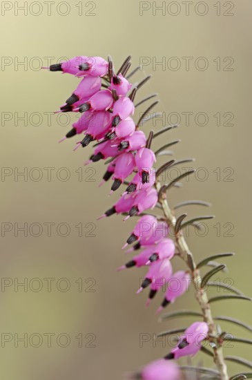 Winter-flowering heather or English heather 'Kramer's Rote' (Erica x darleyensis), flowering,